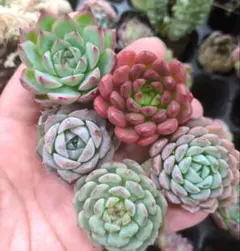 クッキーママ様 リクエスト 2点 まとめ商品