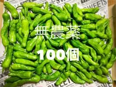 無農薬 ししとう 100個 新鮮野菜のサムネイル