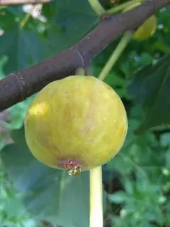 2026年最新】いちじく 穂木の人気アイテム - メルカリ