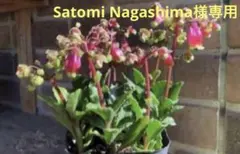 Satomi Nagashima様 リクエスト 3点 まとめ商品