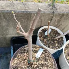 2026年最新】イチジク Izmirの人気アイテム - メルカリ