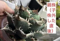 2026年最新】麻花龍 アガベの人気アイテム - メルカリ