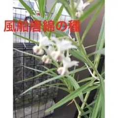面白い風船唐綿 種、フウセントウワタ 種 観葉植物、生け花、ドライフラワーのサムネイル