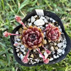 ピンクウイッチ綴化 抜き苗 多肉植物 - メルカリ