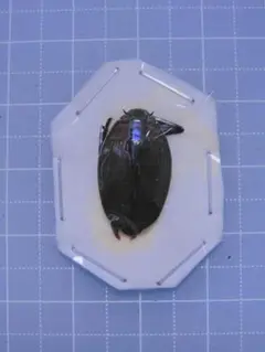 カワラ菌糸瓶 1400 10本セット レギウス・オウゴンオニ 今後品薄解消