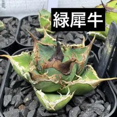 2026年最新】緑犀牛の人気アイテム - メルカリ