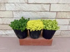 お客様専用商品・多肉植物お好みセット