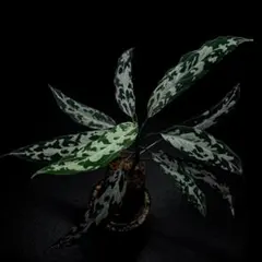 2026年最新】アルゲンタムの人気アイテム - メルカリ
