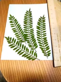 nana様 リクエスト 3点 まとめ商品