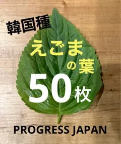 6【韓国種使用】和歌山県産　エゴマの葉　50枚のサムネイル
