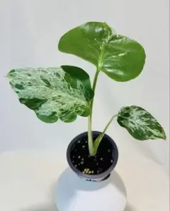 お買い得品2株】モンステラ デリシオーサ バルバソー 組織培養苗
