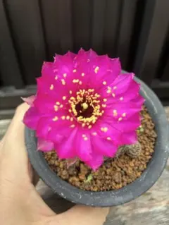 レア✨花サボテン ロビビア ピンク花 昭和 カキコ未根 子株 P02 - メルカリ