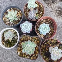 多肉植物 エケベリア 8苗セット