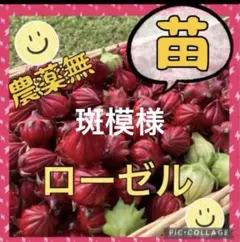 【限定1セット】ローゼル　苗　赤と白の斑色　5株　プラス赤色1株おまけのサムネイル