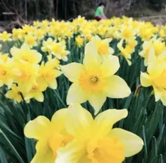 Jerry様 リクエスト 3点 まとめ商品