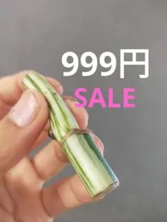 999SALE【L23】斑入りモンステラ ホワイトタイガー カット茎 成長点1つのサムネイル