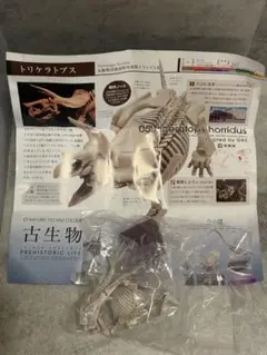 NTC 古生物 トリケラトプス 骨格標本色