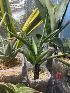 Jojo様 リクエスト 2点 まとめ商品