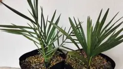 チャメロプスとナツメヤシ　セットのサムネイル