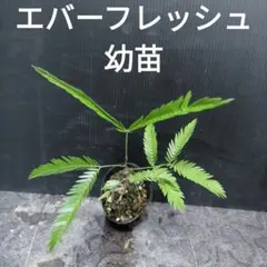 ⑤ エバーフレッシュ 幼苗