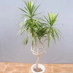 現品　ドラセナ　ドラコ　リュウケツジュ　流血樹　観葉植物　幹上り　ドライガーデン 現品 ドラセナ ドラコ リュウケツジュ 流血樹 観葉植物 幹上り ドライ