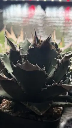 Agave アガベ オアハカ 子株 2株 子株のみ オテロイ - メルカリ