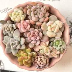 2026年最新】古都の葉の人気アイテム - メルカリ