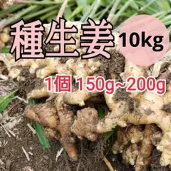 種生姜 在来マダレ生姜 10kg 千葉県産 農家直送 農薬未使用 - メルカリ
