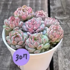 Chiuri様 リクエスト 4点 まとめ商品