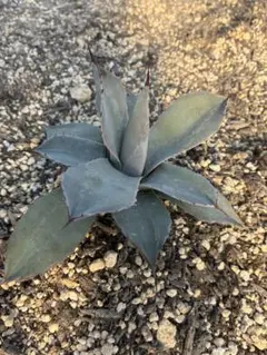 2026年最新】アガベパリーホーチエンシスの人気アイテム - メルカリ