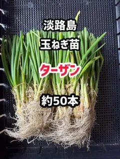 2026年最新】ターザン 苗の人気アイテム - メルカリ