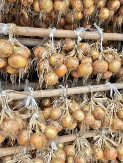 淡路島玉ねぎ　小屋吊り完熟玉ねぎ　10kgのサムネイル