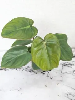 はいじ様 リクエスト 2点 まとめ商品