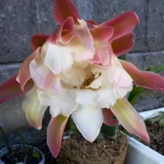 ナツ様 リクエスト 4点 まとめ商品