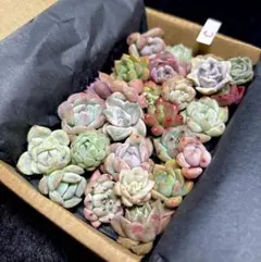 多肉植物❤️エケベリア等カット苗詰め合わせセットＣ❤️ちびベリア❤️箱いっぱいセット❣️