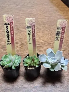 おらいさん苗3点セット　札付きポットごとメルカリ便　バラ売り不可 2025年最新】おらいさん苗の人気アイテム - メルカリ