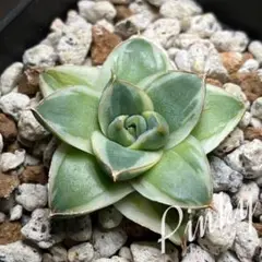 ✨アガベ・ピンキー✨…大幅値下げしました(^^)☀ Agave filifera var compacta 'Pinky' アガベ・ピンキーが届き