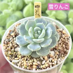 札付き】優木園 ザラゴーサspノバ 雪蜂 ピンクスパイダー おまとめ