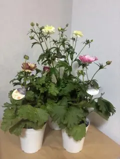 さかえ様 リクエスト 2点 まとめ商品