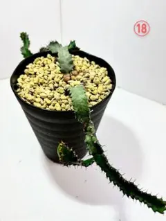 多肉植物 ハオルチア 翠雲錦 超美品 親株 極上斑 - メルカリ