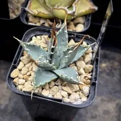 2026年最新】アガベの人気アイテム - メルカリ