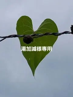 湯加減様専用です⭐