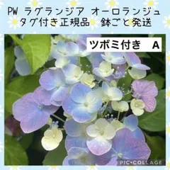 【花苗】PW正規品　ラグランジア　オーロランジュ　A 蕾付き　タグ付き鉢毎発送のサムネイル