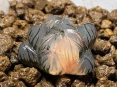 k*i様 ハオルチア オブツーサ錦【水中月錦】(3-14)