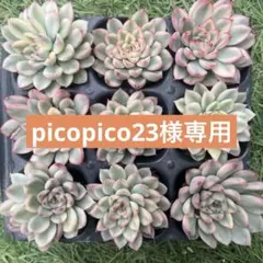 picopico23様 リクエスト 2点 まとめ商品