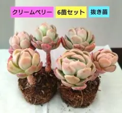 ②多肉植物エケベリア【クリームベリー】6苗セット抜き苗