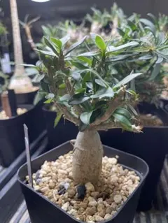 実生Pachypodium bispinosum 古木 半懸崖 作り込み - メルカリ