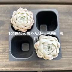 多肉植物　エケベリア　韓国苗　レア✨白月影　2苗　抜き苗セット