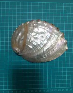 天然アワビ　貝殻