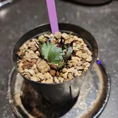 MASARU様 リクエスト 2点 まとめ商品